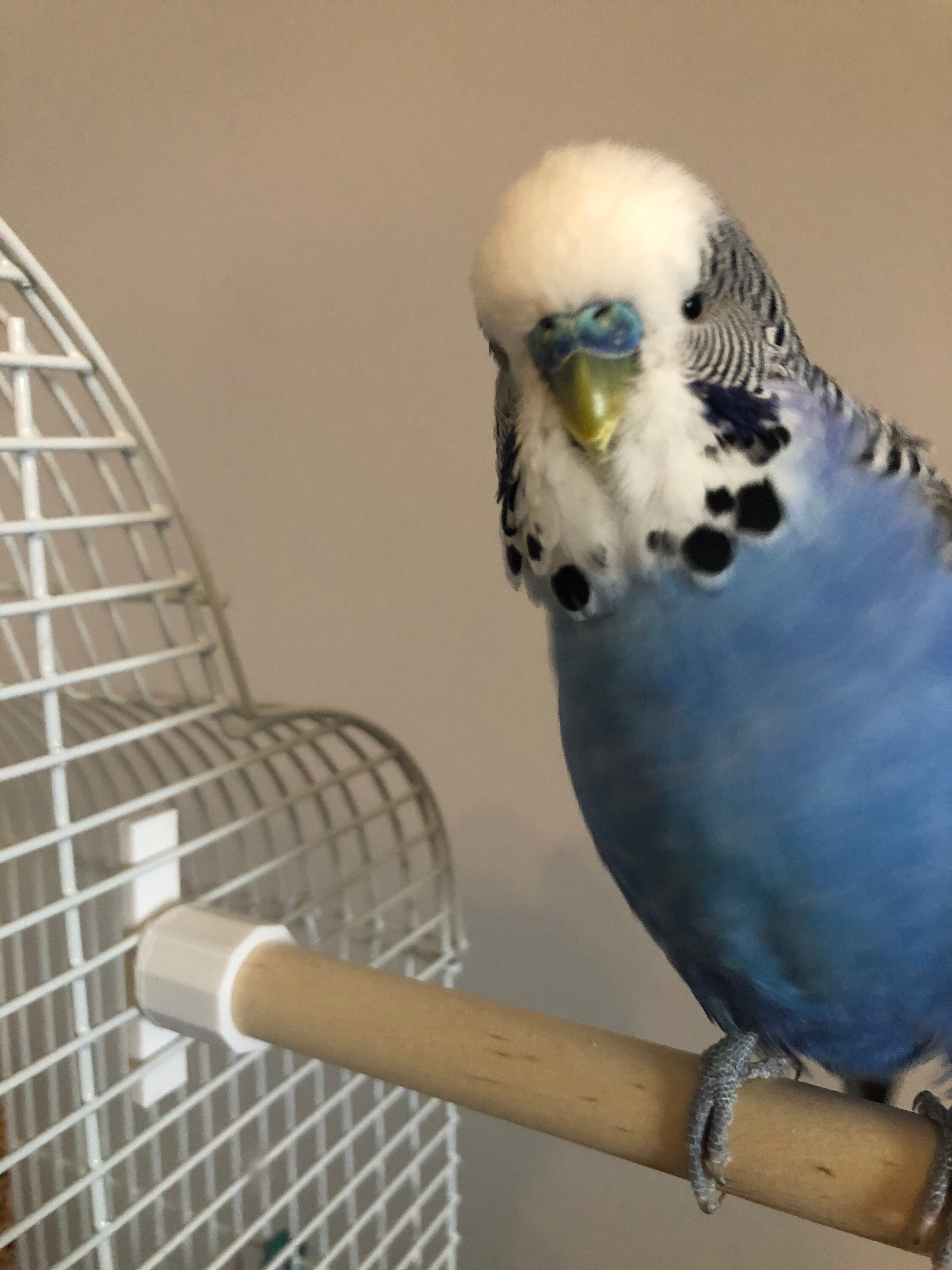 Wooden Bird Perch 3 Perches Bird Cage Perches untreated Etsy