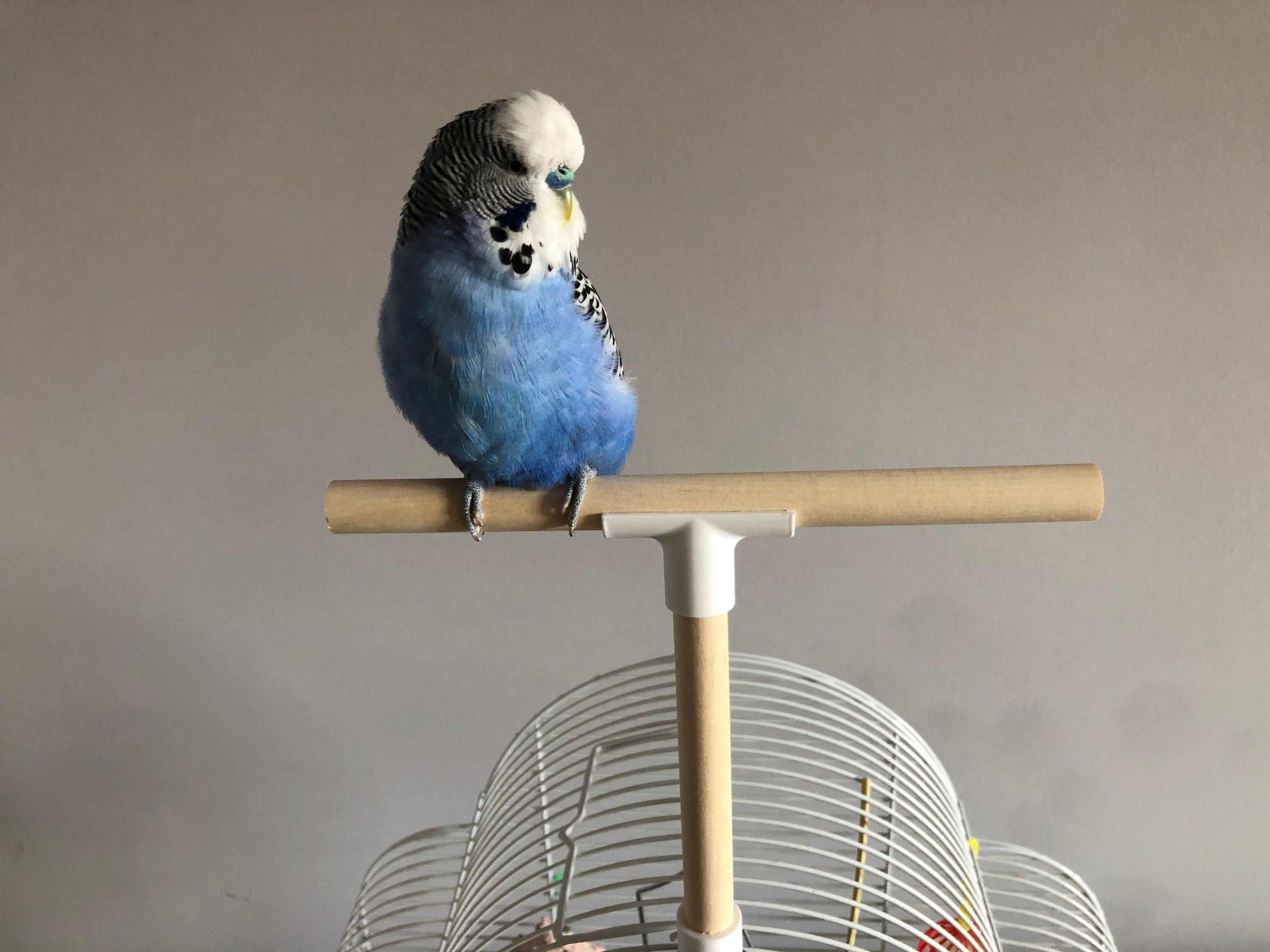 Bird Perch T Shape Stand. Wooden Bird Cage Perch Attachment Etsy