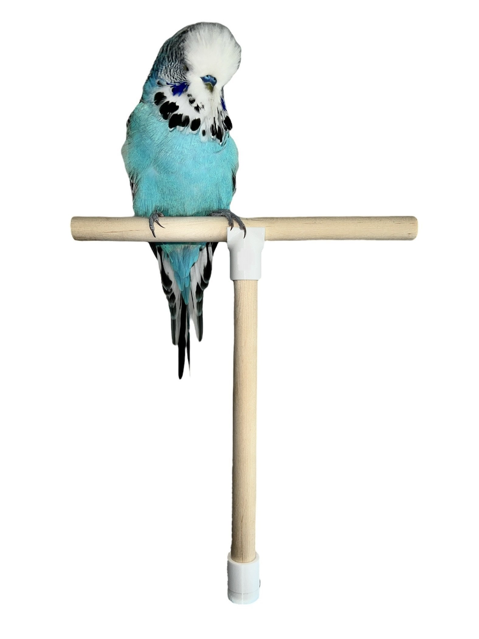 Freestanding sales budgie perch