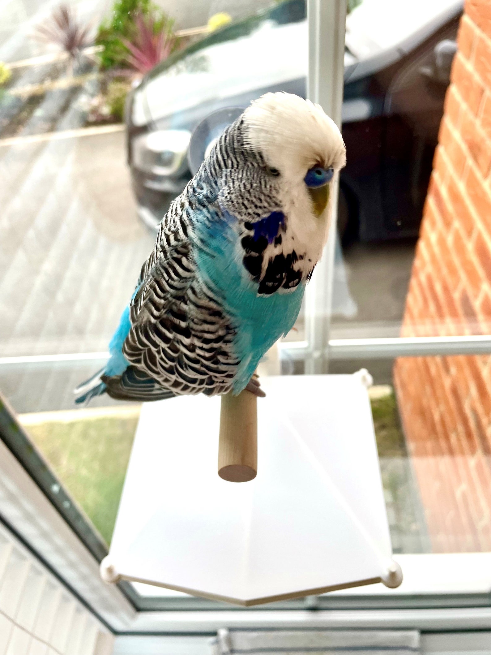 Stick on Portable Bird Perch Which Has Droppings Tray Perfect Etsy UK