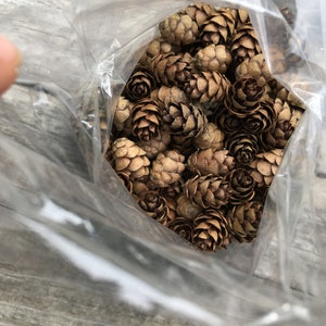 Piñas de cicuta, pequeñas piñas para elaborar coronas, centros de mesa, manualidades, arte natural