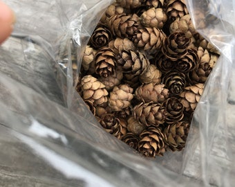 Piñas de cicuta para manualidades, coronas y arte (2 oz)