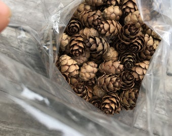 Hemlock pine cones small pine cones for crafting wreaths centerpieces crafts nature art