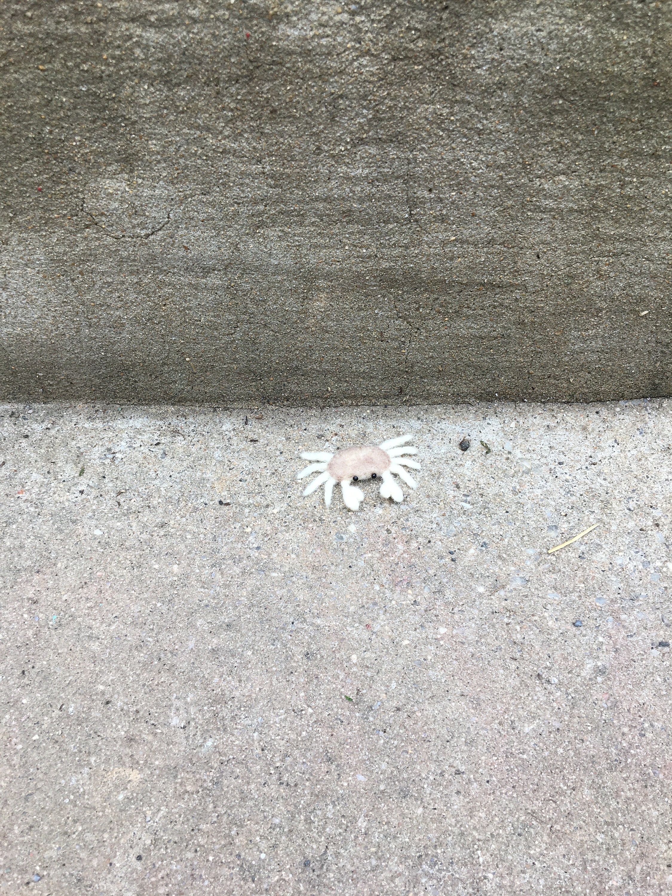 新品　美品　  spindleshanks crab カニ アサヒガニ／Spanner crab：旬の魚介百科