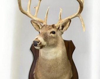 13 Point Drop Tine Antler, Whitetail Deer, Buck Shoulder Mount, Wall Taxidermy