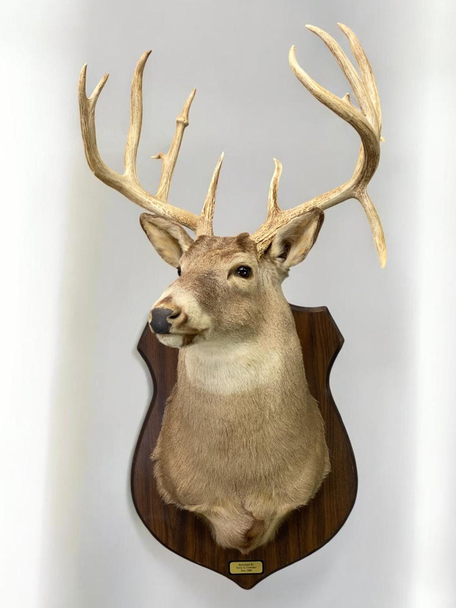 Deer Shoulder Blade For Crafts Real Deer Shoulder Blade Bone