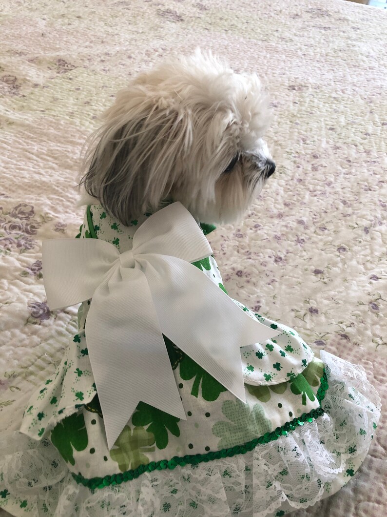 May include: A small white dog wearing a green and white dress with a large white bow. The dress has a green shamrock pattern and a white lace trim.