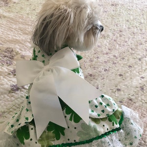 May include: A white dog wearing a green and white dress with a large white bow. The dress has a green lace trim and a pattern of green shamrocks.