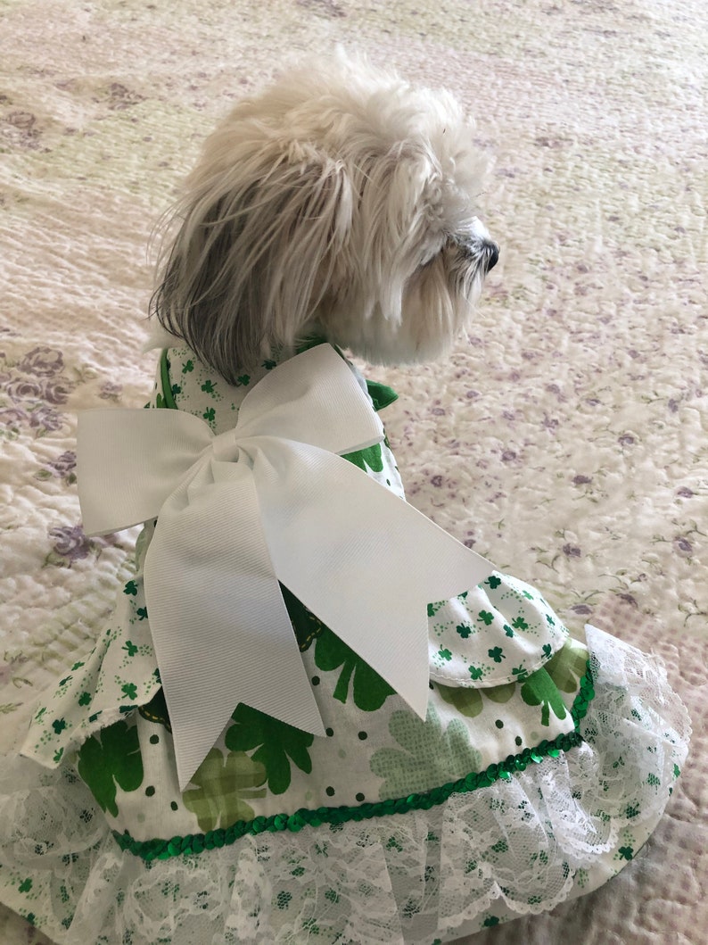 May include: A white dog wearing a green and white dress with a large white bow. The dress has a green lace trim and a pattern of green shamrocks.