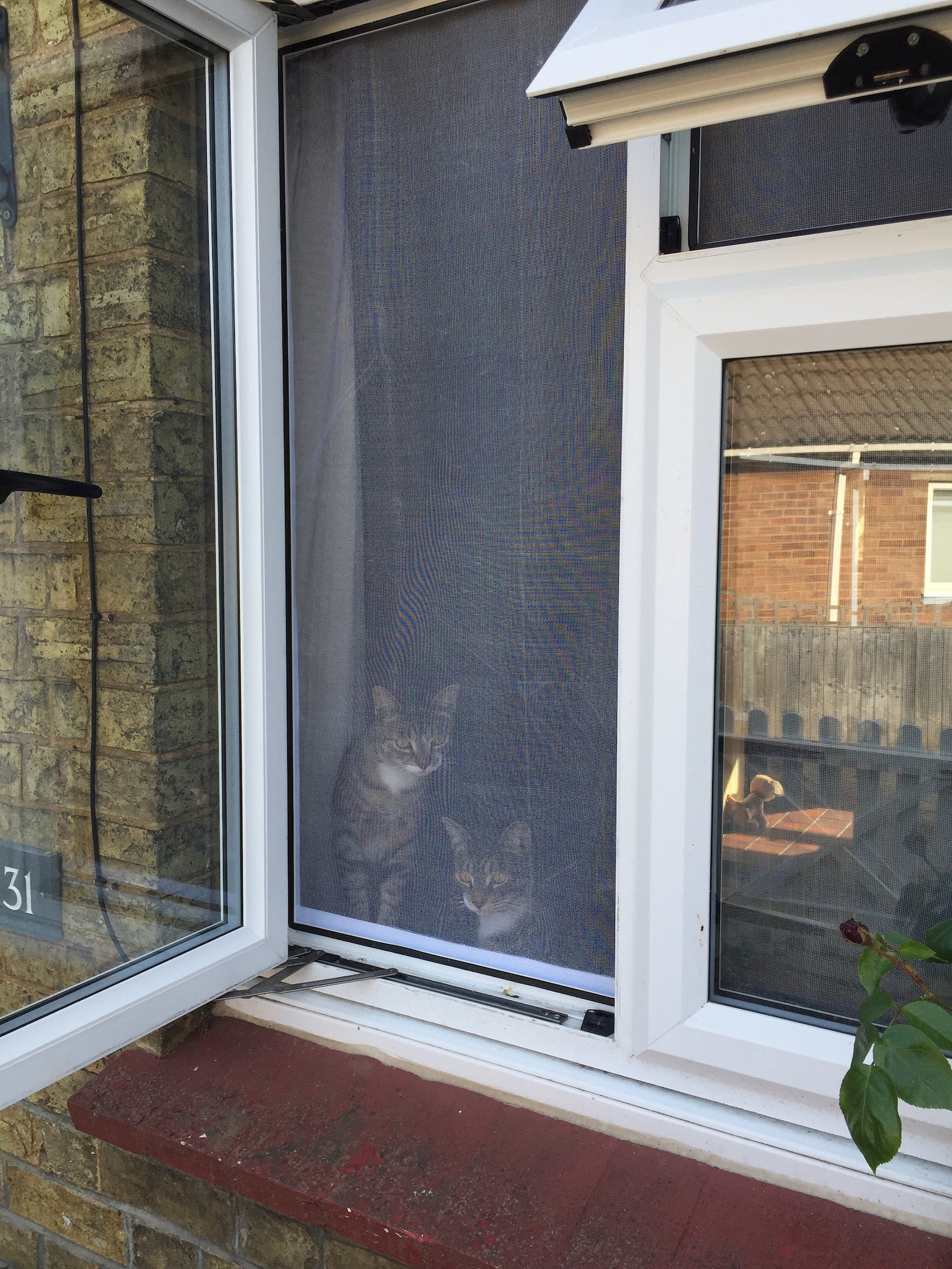 Custom Flat Cats Window Screens Mesh Window Protection for Etsy