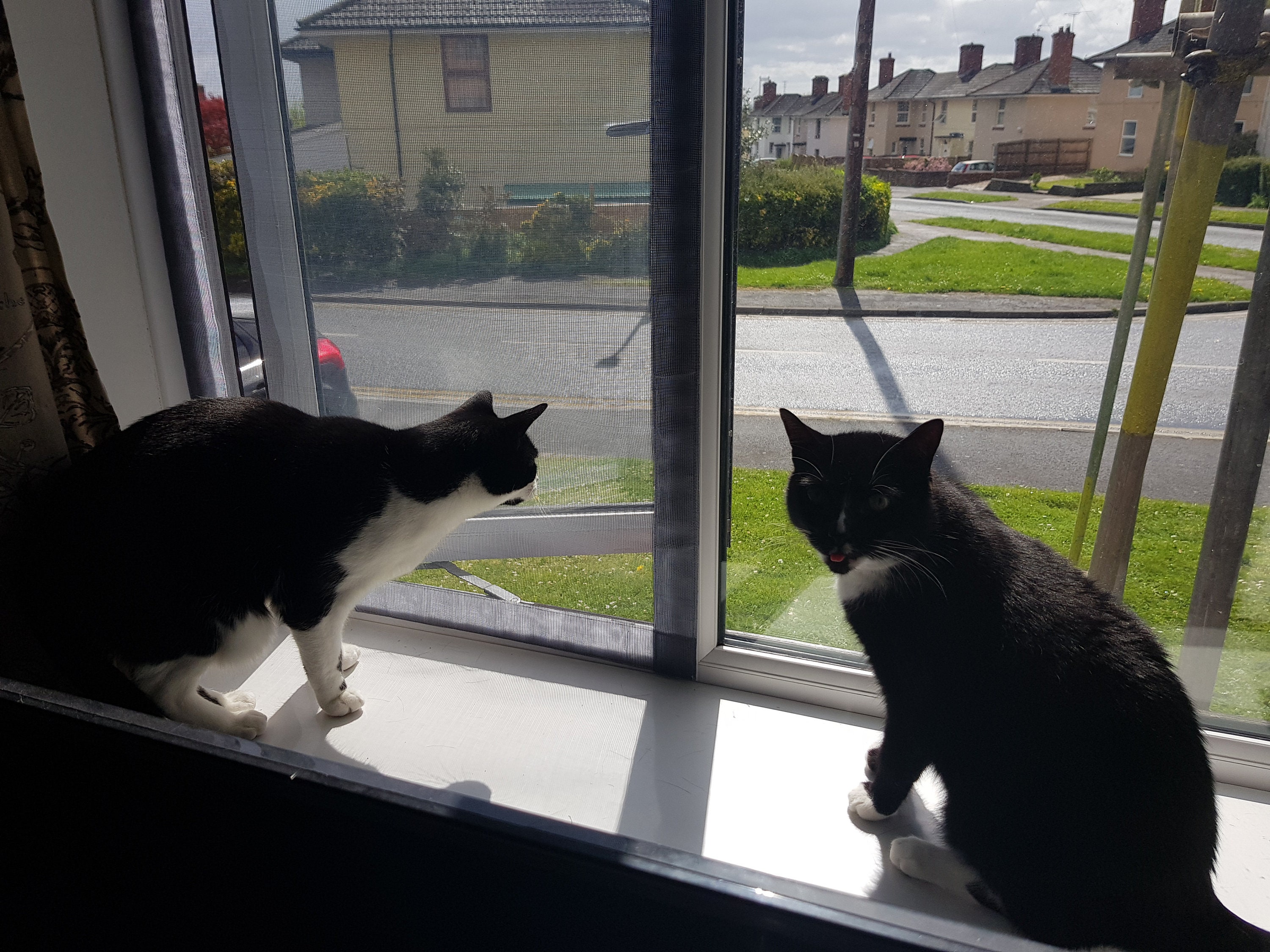 Custom Flat Cats Window Screens Mesh Window Protection for Etsy