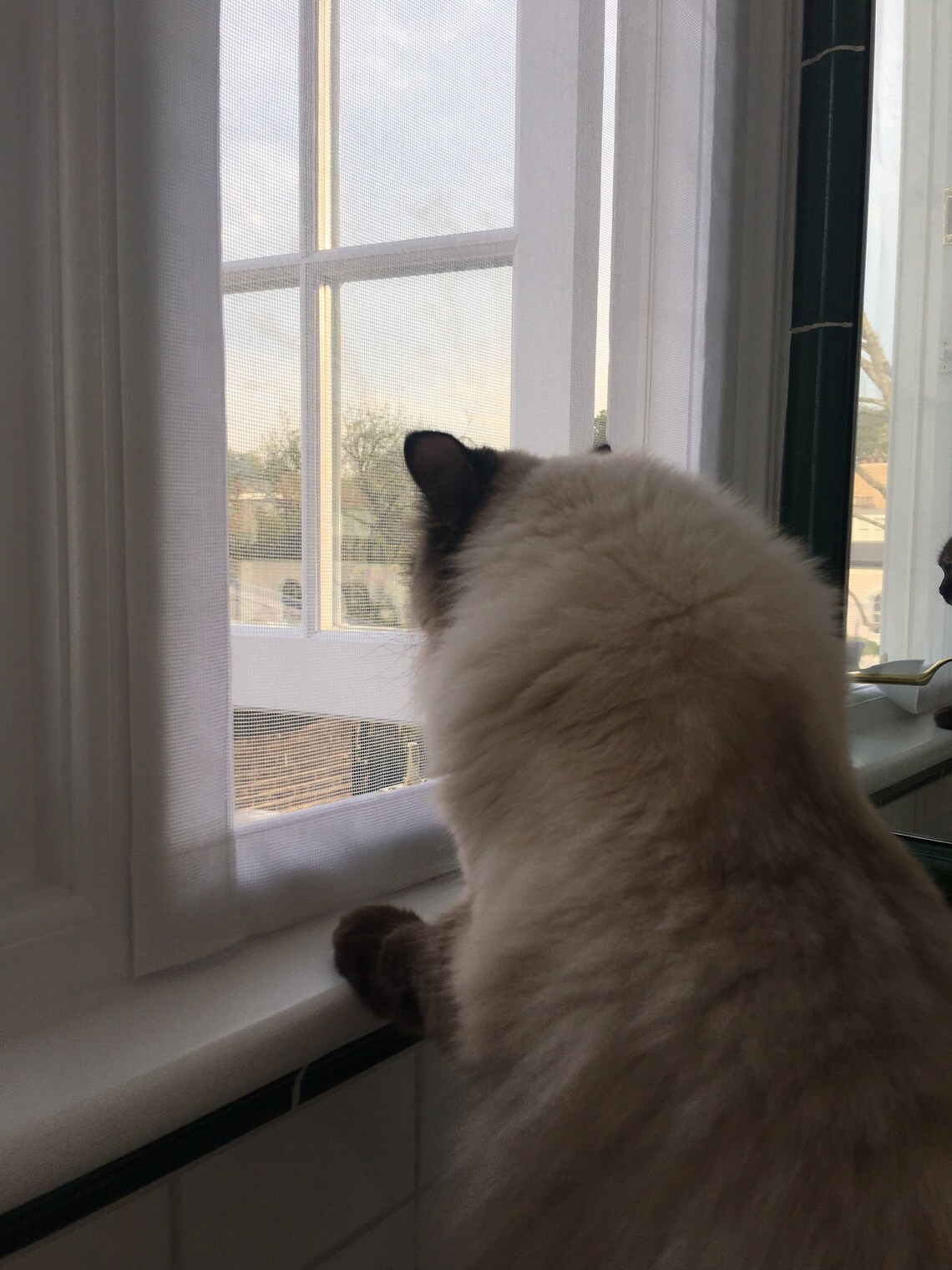 Custom Flat Cats Window Screens Mesh Window Protection for Etsy