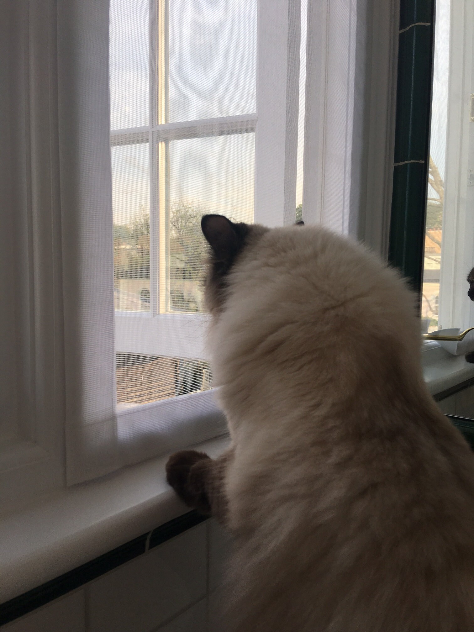 Custom Flat Cats Window Screens Mesh Window Protection for Etsy