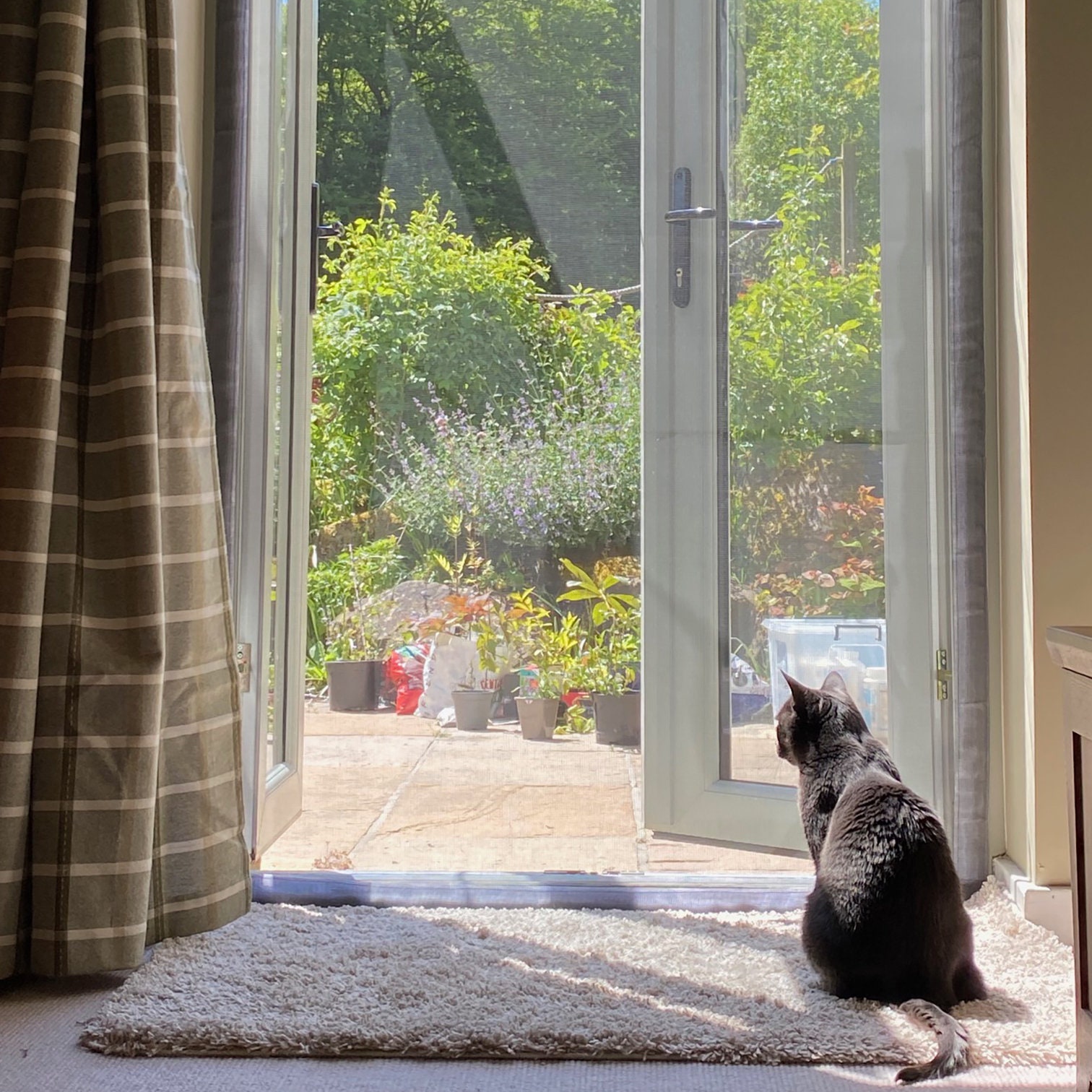 Flat cats door screen 2025