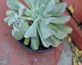Echeveria runyonii Topsy Turvy Rooted plant. Not a cutting.