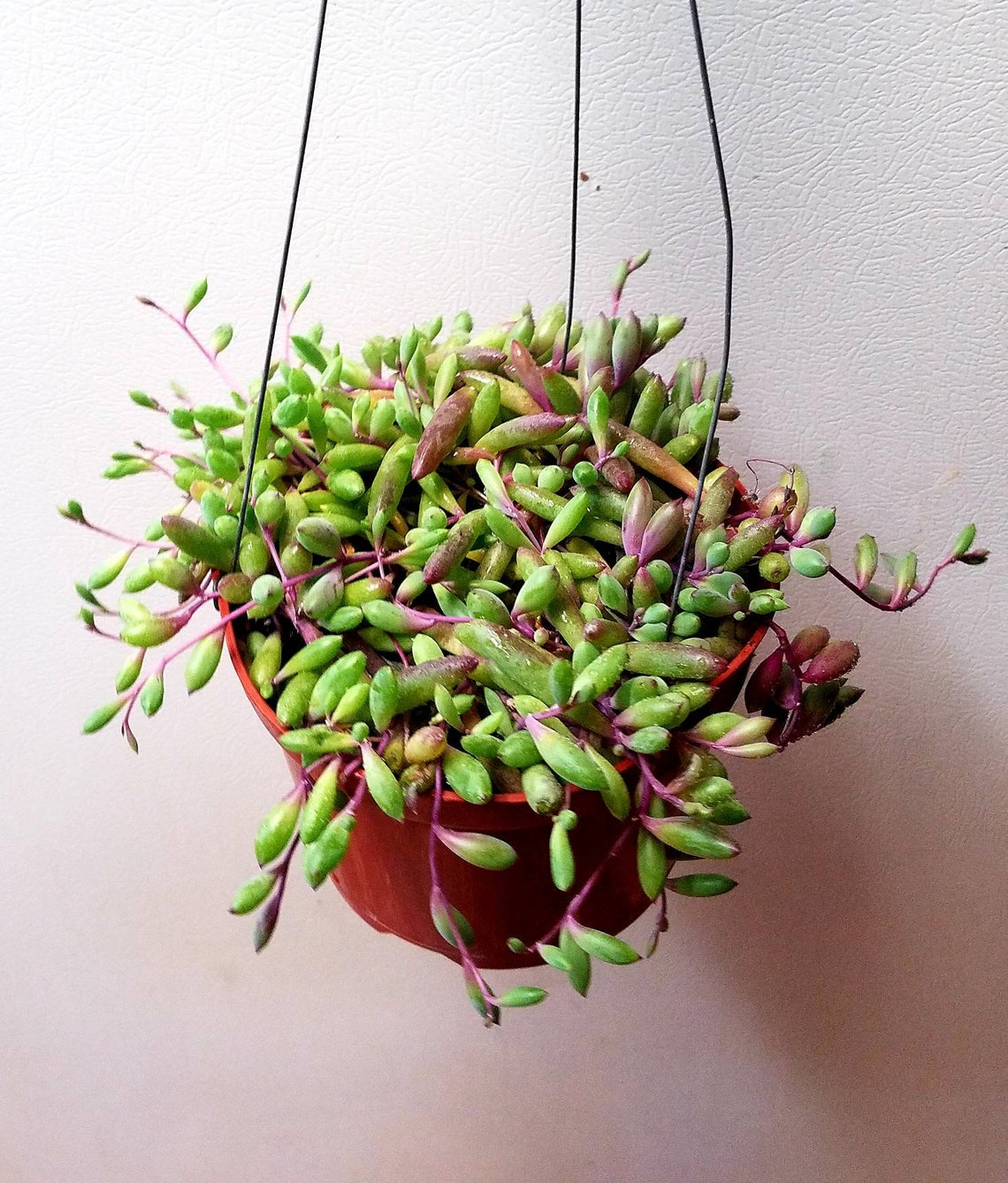 String of Rubies/ Ruby Necklace Succulent 6 inch hanging Full Etsy
