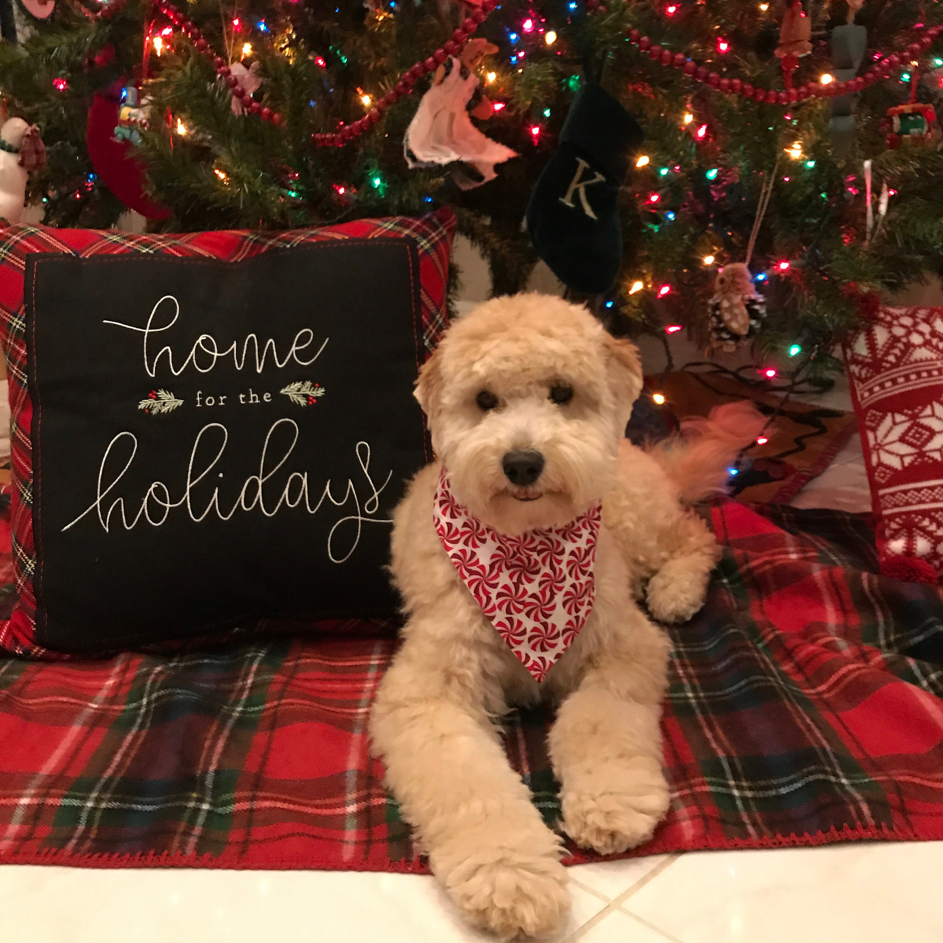 Matching Dog and Owner Set Christmas Candy Dog Bandana and Etsy