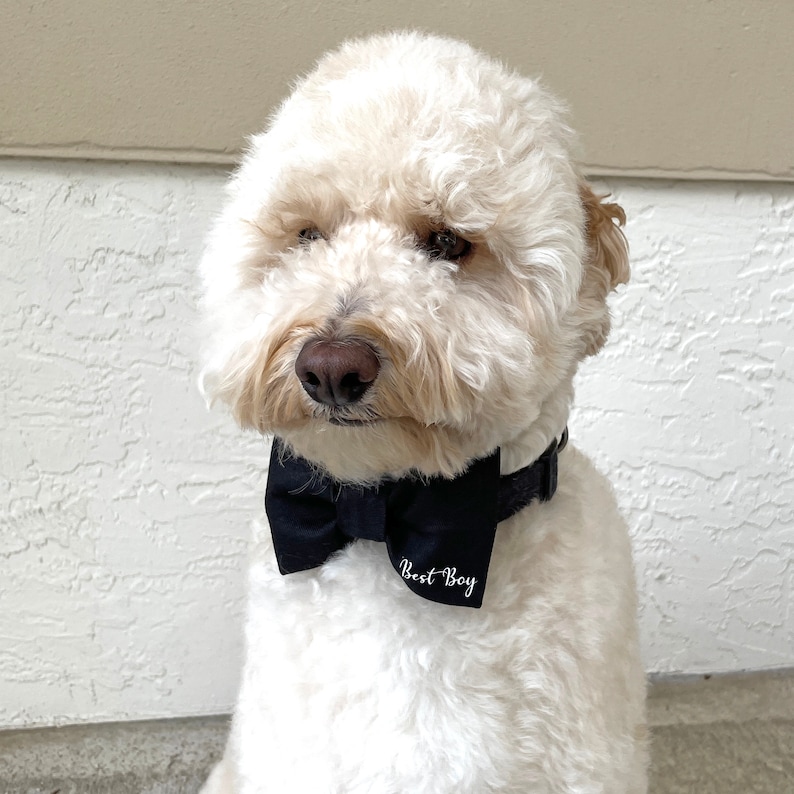 Wedding Dog Bow Tie, Dog Wedding Attire, Best Boy, Engagement Dog Gift, Wedding Shower Gift, Black Dog Bow Tie, Dog Tuxedo Wedding Outfit image 9