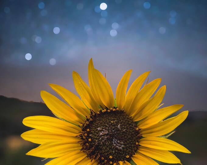 The Sunflower under the stars (fine art print)
