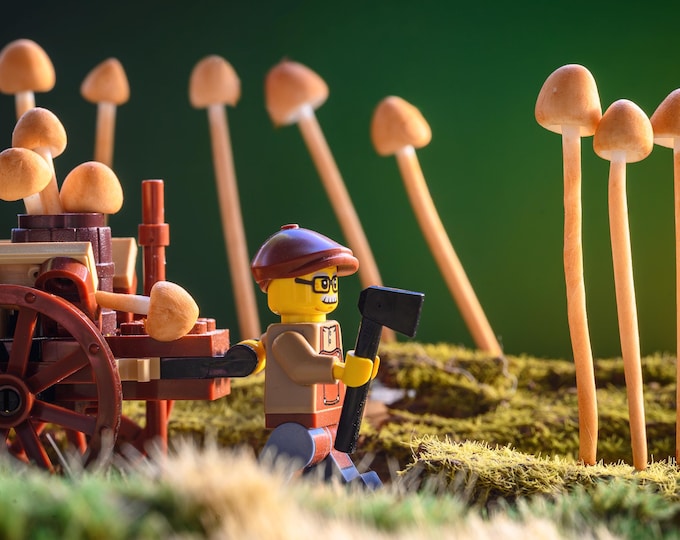 Morning Mushroom Harvest