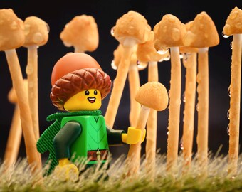 Mushroom Forest