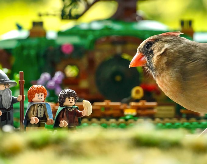 Cardinal in the Shire