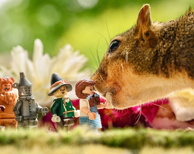 The Squirrel in Oz