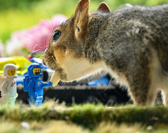 Benny and the Squirrel