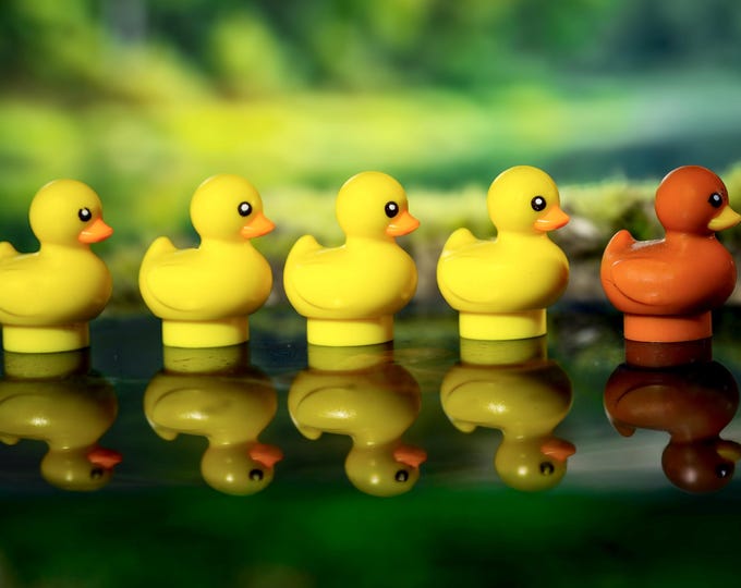 Ducks on the Pond