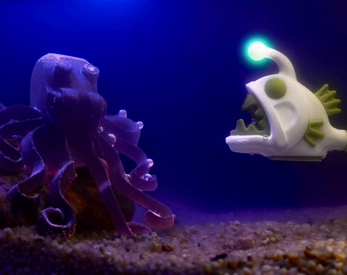 Angler Fish