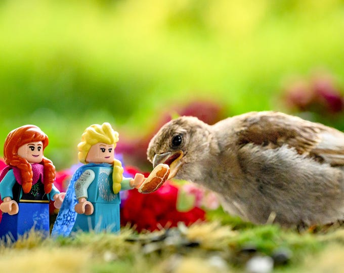 Ice Princess Feeds the Birds
