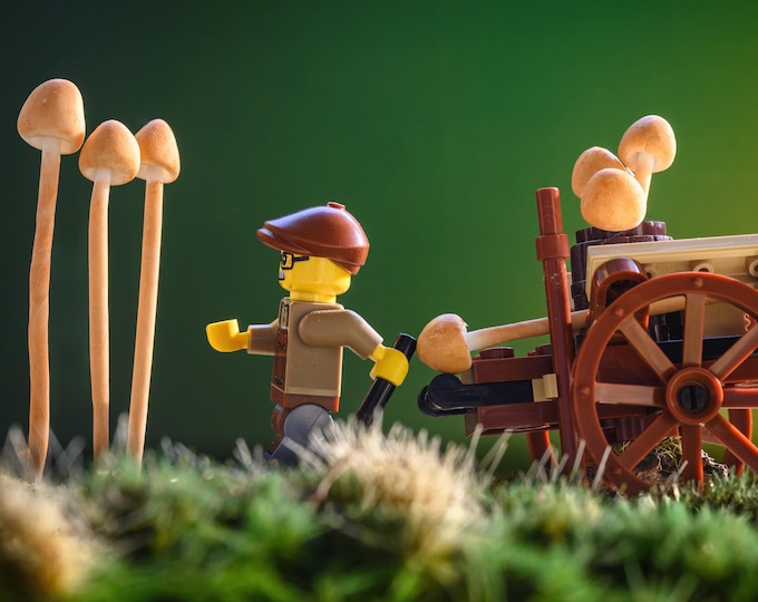 Mushroom Harvest