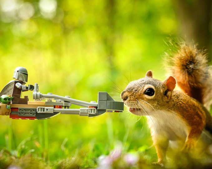 Red Squirrel Encounter