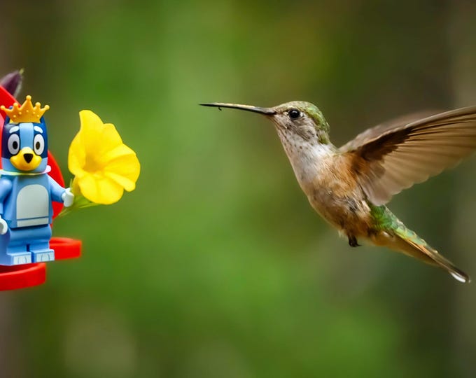 Bluey and the Bird