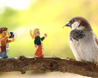 Don't Feed the Birds (fine art print)