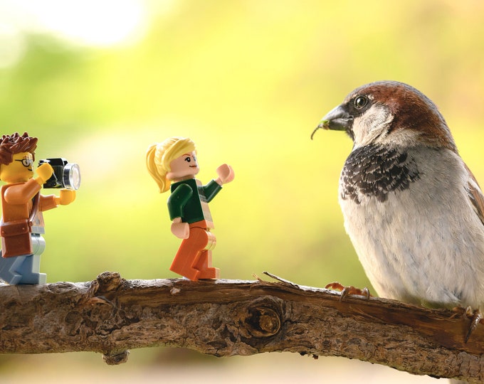 Don't Feed the Birds (fine art print)