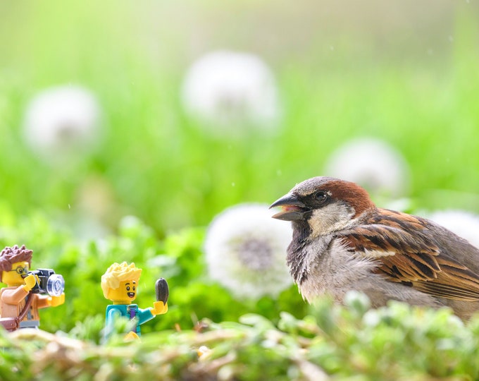Awesome Aviary (fine art print)
