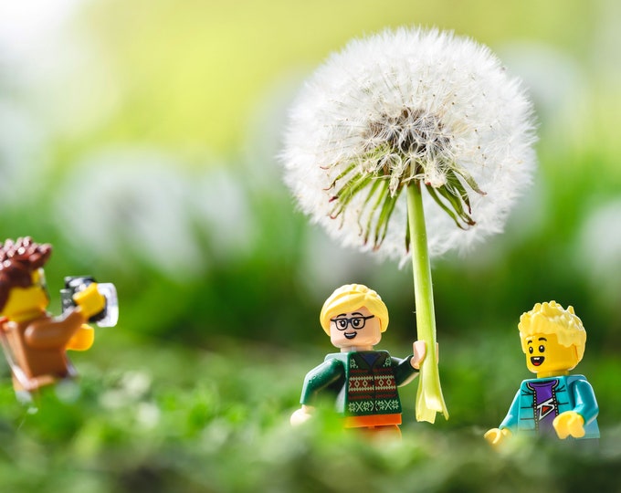 Dandelionfest (fine art print)