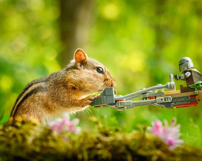 Chipmunk Encounter