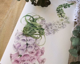 Foxgloves Art Print, A4 Giclée Flower Illustration