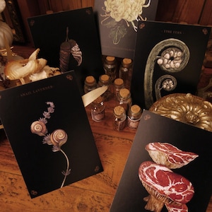 Small Art, Cartes postales A6 Créatures étranges | Lot de 5 cartes postales, illustrations de chrysanthème, champignon, gland, lavande et fougère