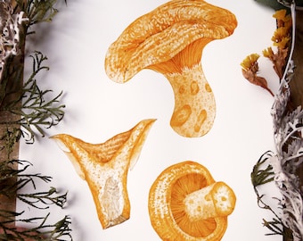 Mushroom wall art - saffron milk cap, giclee print, plant illustration, botanical art