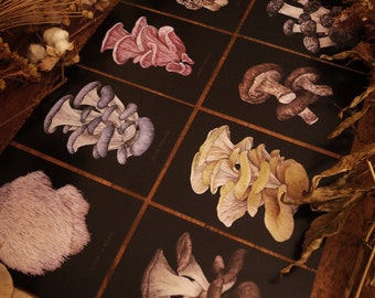 Small Art, mushroom postcards / Set of 8 postcards