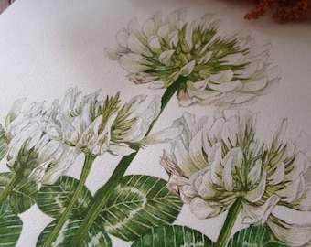 White clover art print