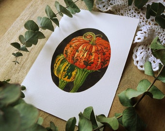 Victorian pumpkin lantern small print, print A5, plant illustration, botanical art, fantasy plant