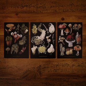 Set di cartoline dark fantasy A6 / Set di 3 cartoline, illustrate, mondo accademico oscuro, mondo fantastico, botanico, cartoline da favola