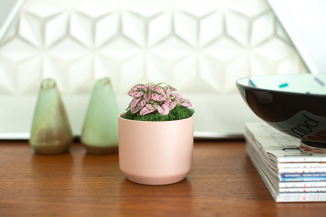 Blush Pink Planter small Matte Pink Ceramic Pot Modern Etsy