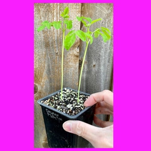 May include: A small black square pot with two young green plants. The plants have long, thin stems and multiple small leaves. The pot is filled with soil and has the text "Dwarf Muhlya" written on it.