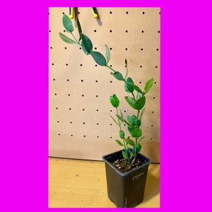 LIVE Jojoba / goat nut / coffeeberry / simmondsia chinensi Plant (4”  pot) Non GMO