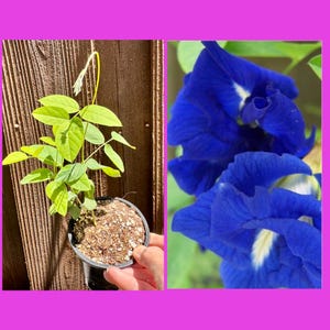 May include: A split image featuring a potted plant with vibrant green leaves and a close-up of two deep blue butterfly pea flowers. The plant is in a black pot, held by a hand, against a wooden fence background. The flowers have white centers.
